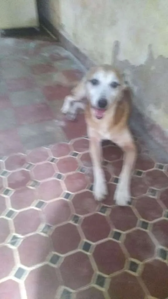 Cachorro ra a  idade 3 anos nome Sem nome