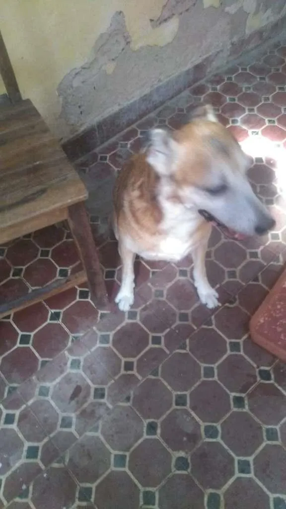 Cachorro ra a  idade 3 anos nome Sem nome