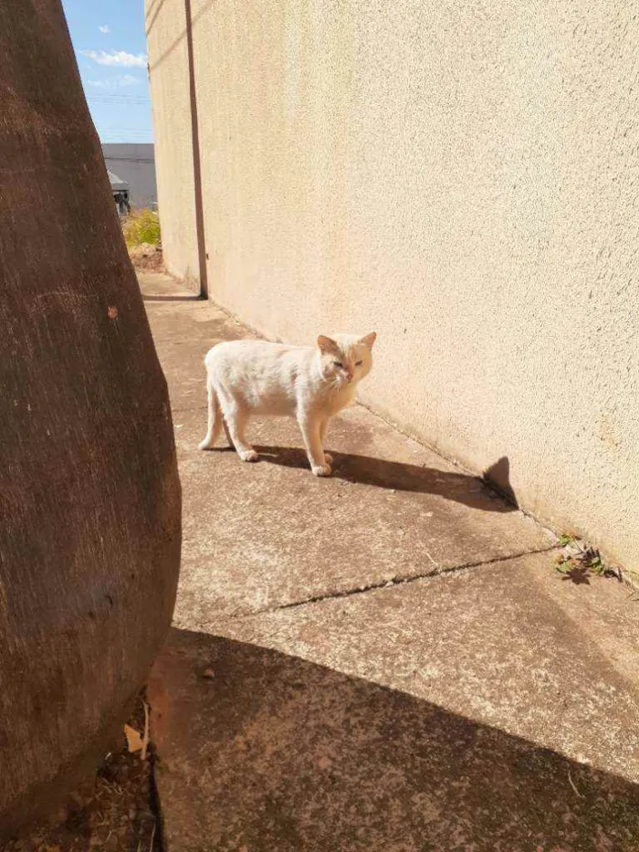 Gato ra a Sem raça definida idade 3 anos nome Léo