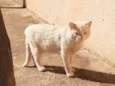 Léo