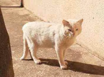 Gato ra a Sem raça definida idade 3 anos nome Léo