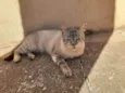 Rafa 