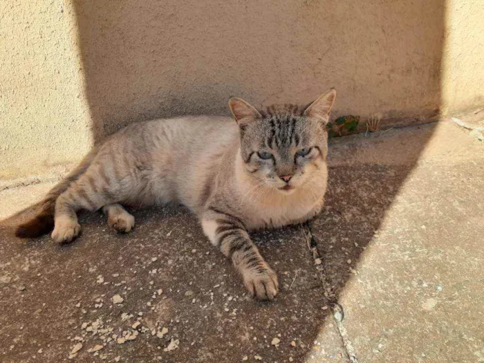Gato ra a Sem raça definida idade 4 anos nome Rafa 