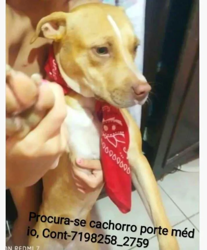 Cachorro ra a Pitbull mestiço  idade 7 a 11 meses nome Lisa