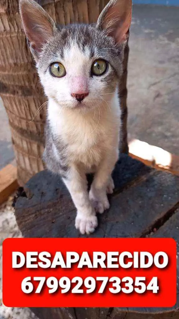 Gato ra a Sem raça definida idade 2 a 6 meses nome Tom