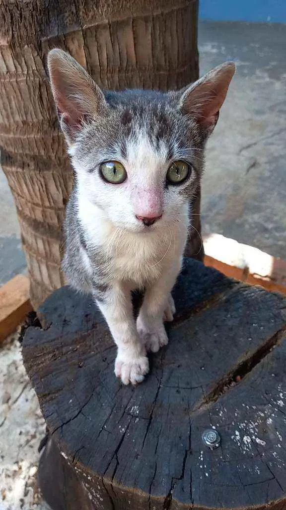 Gato ra a Sem raça definida idade 2 a 6 meses nome Tom