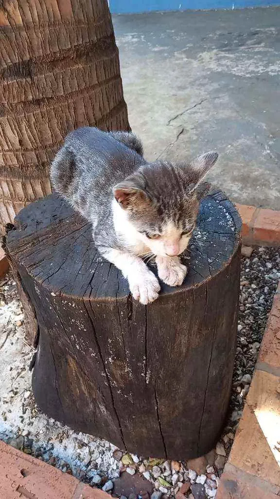 Gato ra a Sem raça definida idade 2 a 6 meses nome Tom