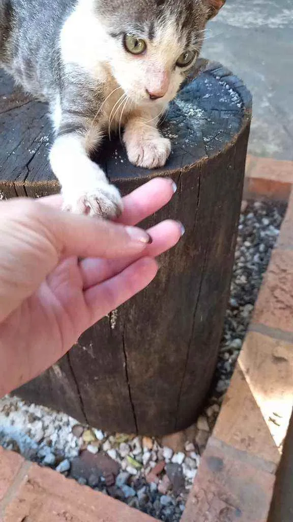 Gato ra a Sem raça definida idade 2 a 6 meses nome Tom