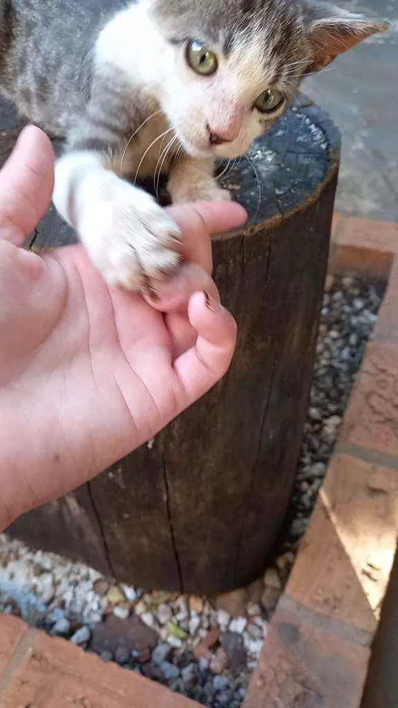 Gato ra a Sem raça definida idade 2 a 6 meses nome Tom