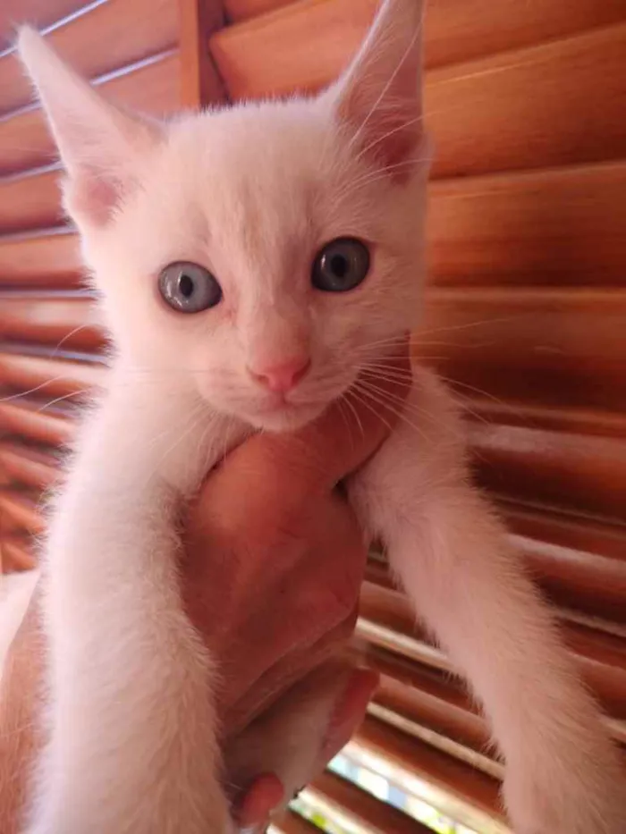 Gato raça Srd idade 2 a 6 meses nome Pompom bb lindo 