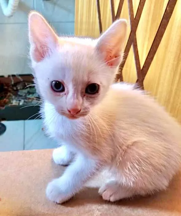 Gato raça Srd idade 2 a 6 meses nome Pompom bb lindo 