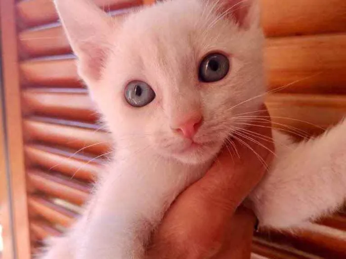 Gato raça Srd idade 2 a 6 meses nome Pompom bb lindo 