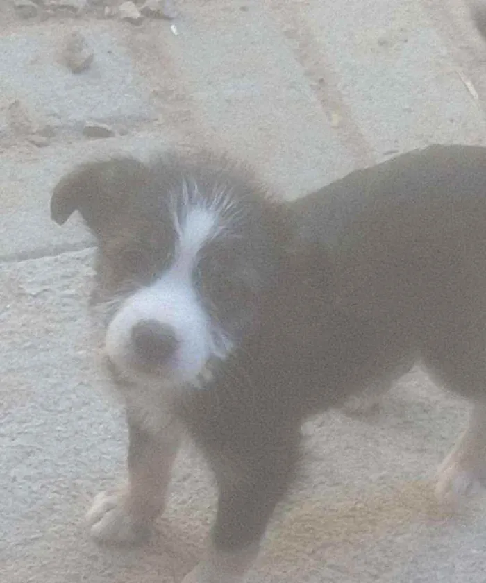 Cachorro ra a . idade 2 a 6 meses nome .