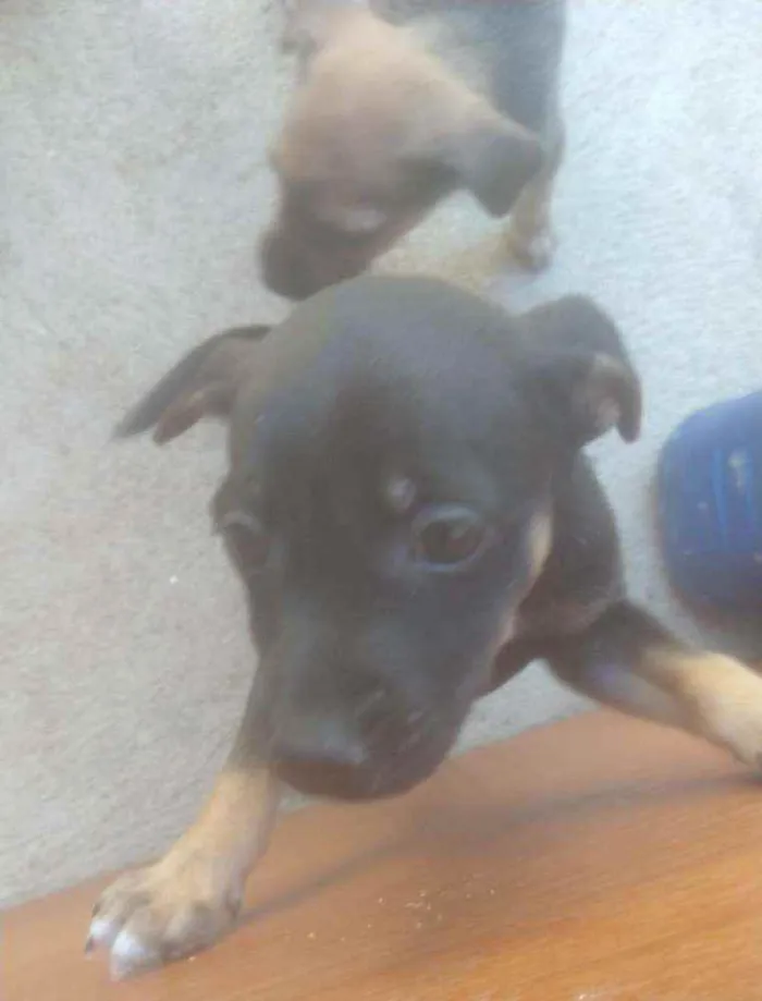 Cachorro ra a . idade 2 a 6 meses nome .