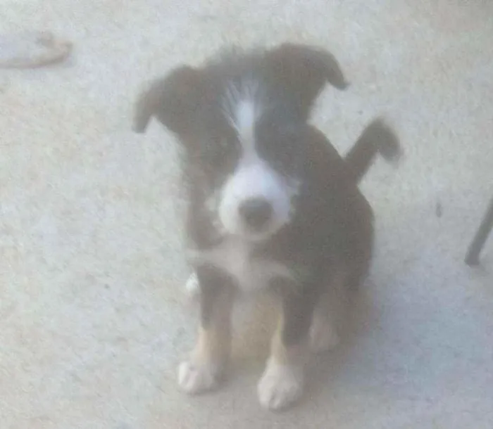 Cachorro ra a . idade 2 a 6 meses nome .