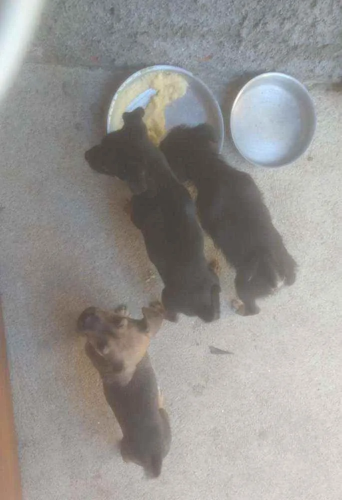 Cachorro ra a . idade 2 a 6 meses nome .