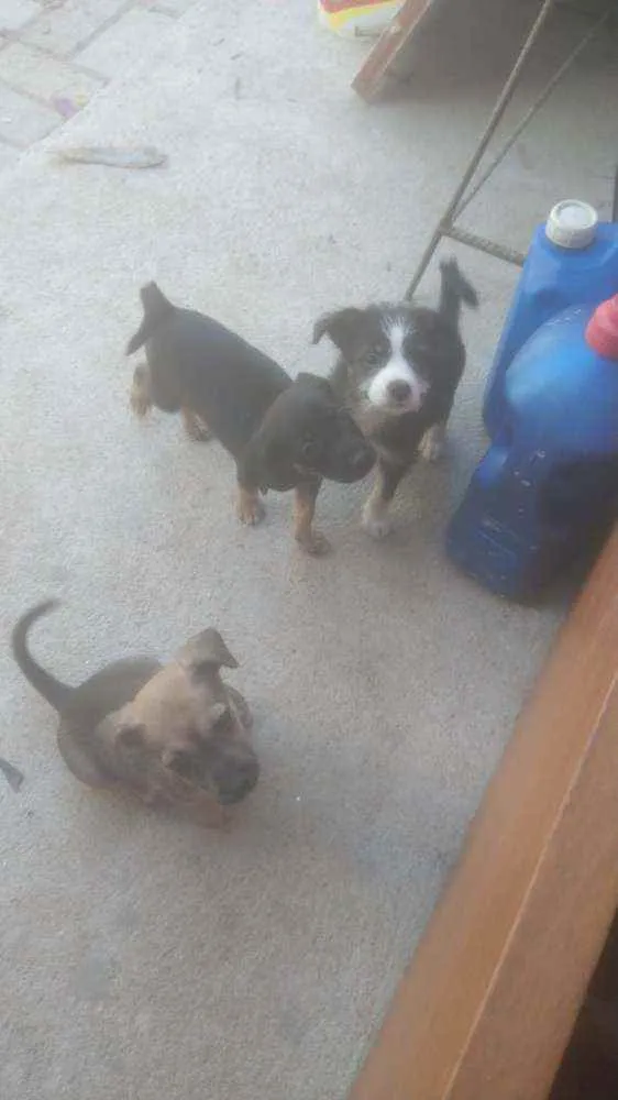 Cachorro ra a . idade 2 a 6 meses nome .