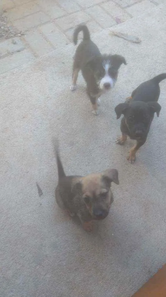 Cachorro ra a . idade 2 a 6 meses nome .