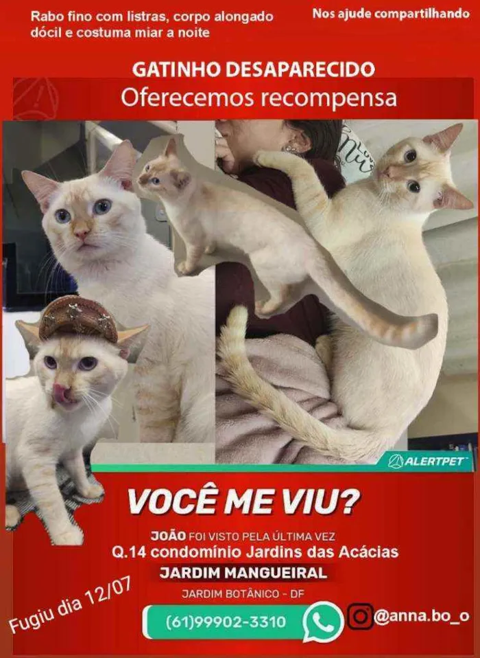 Gato ra a Siamês  idade 2 anos nome João