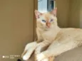 João