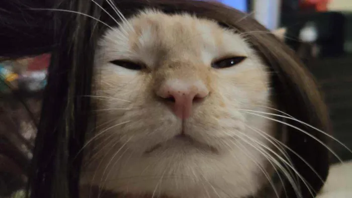 Gato ra a Siamês  idade 2 anos nome João