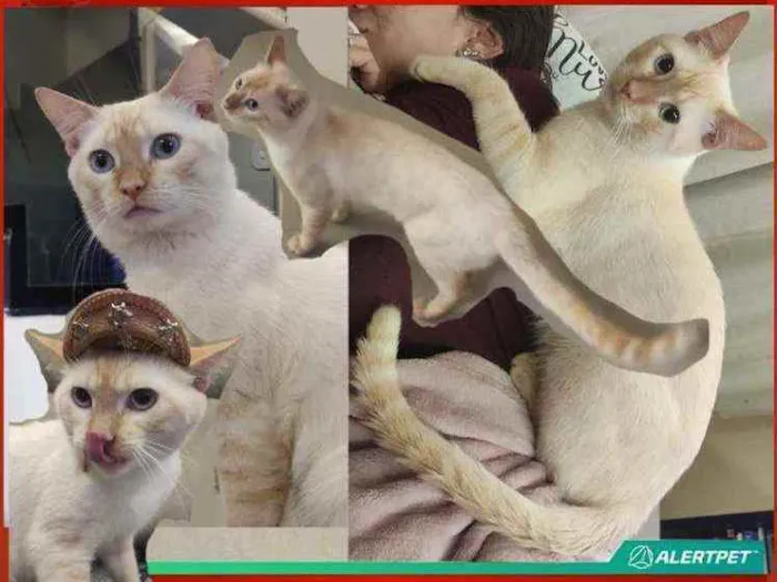Gato ra a Siamês  idade 2 anos nome João
