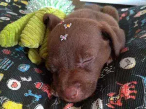 Cachorro raça Srd idade Abaixo de 2 meses nome Atrevida 