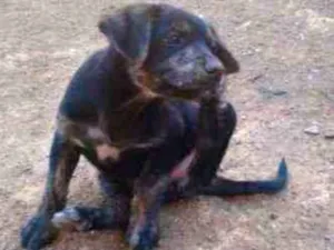 Cachorro raça Fila brasileiro com pit bull  idade 2 anos nome Campeão/kiara/kira 