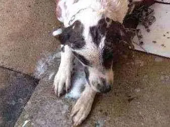 Cachorro raça Fila brasileiro com pit bull  idade 2 anos nome Campeão/kiara/kira 