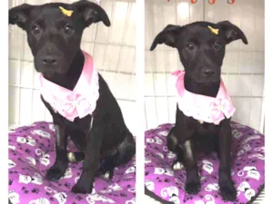 Cachorro raça SRD  idade 2 a 6 meses nome Luna 