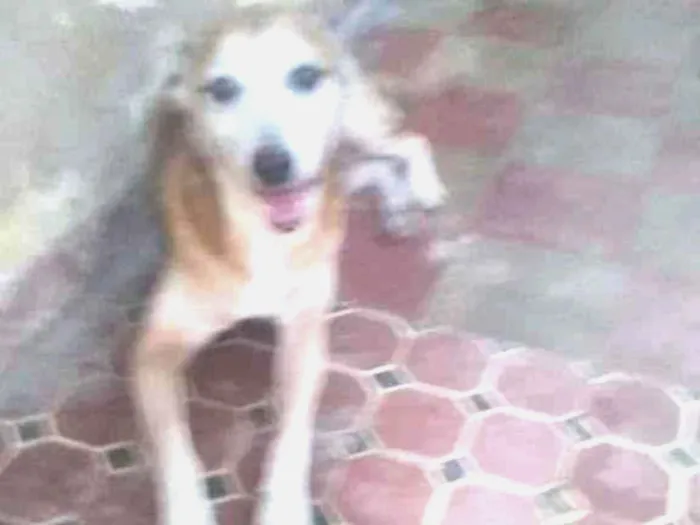 Cachorro ra a  idade 3 anos nome Sem nome