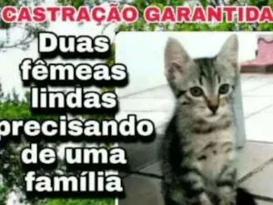 Gato raça SR idade 2 a 6 meses nome A critério