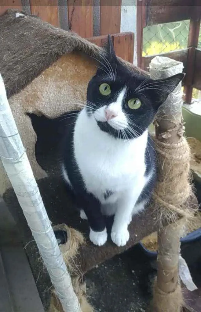 Gato ra a Srd idade 2 anos nome Kyara