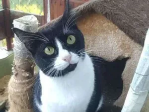 Gato raça Srd idade 2 anos nome Kyara