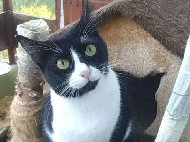 Gato ra a Srd idade 2 anos nome Kyara