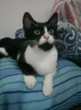 Kyara