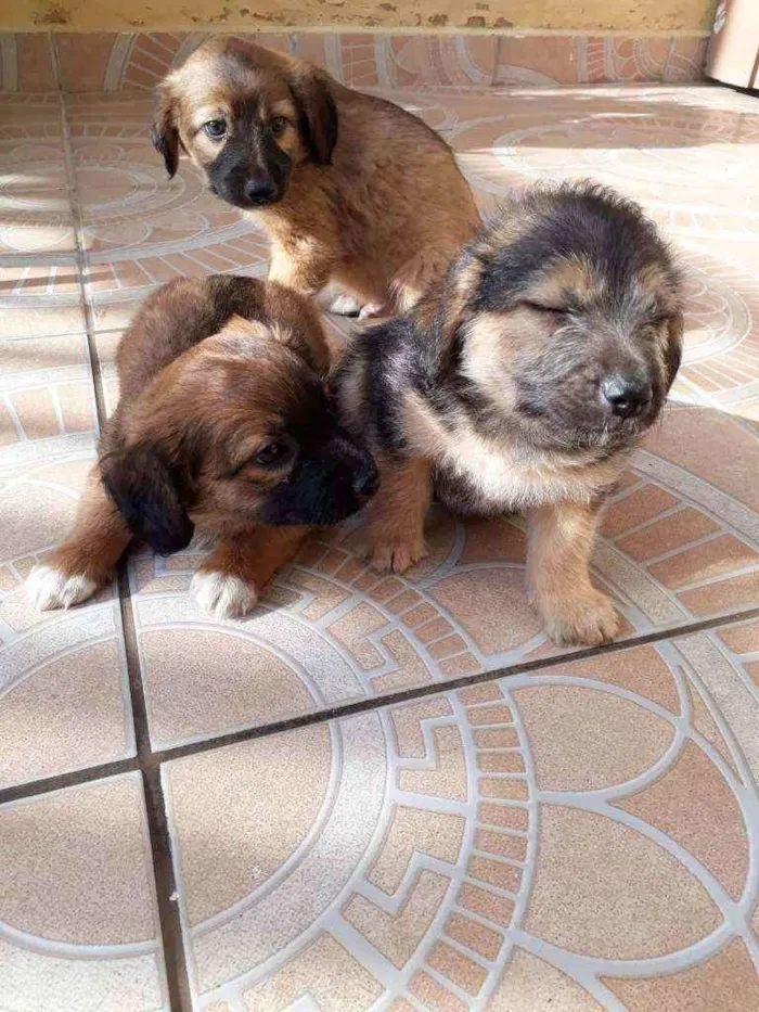 Cachorro ra a Vira lata idade Abaixo de 2 meses nome Toby