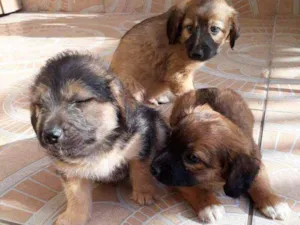 Cachorro raça Vira lata idade Abaixo de 2 meses nome Toby