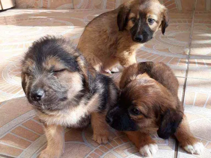 Cachorro ra a Vira lata idade Abaixo de 2 meses nome Toby