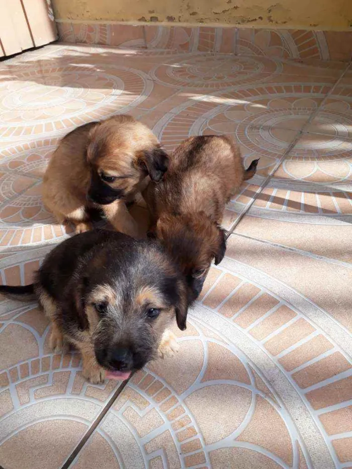 Cachorro ra a Vira lata idade Abaixo de 2 meses nome Toby