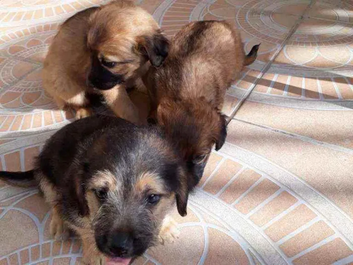 Cachorro ra a Vira lata idade Abaixo de 2 meses nome Toby