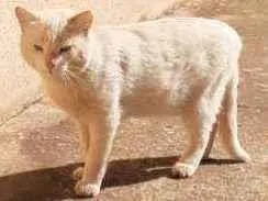 Gato ra a Sem raça definida idade 3 anos nome Léo