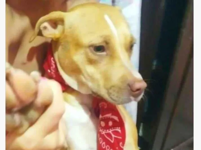 Cachorro ra a Pitbull mestiço  idade 7 a 11 meses nome Lisa