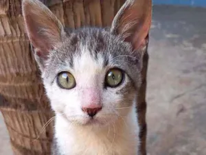 Gato raça Sem raça definida idade 2 a 6 meses nome Tom