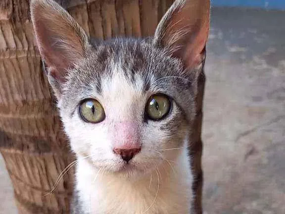 Gato ra a Sem raça definida idade 2 a 6 meses nome Tom