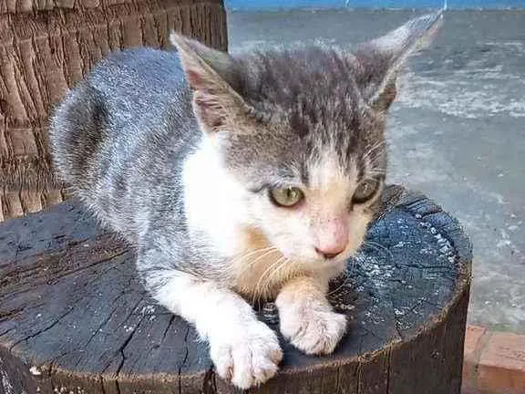 Gato ra a Sem raça definida idade 2 a 6 meses nome Tom