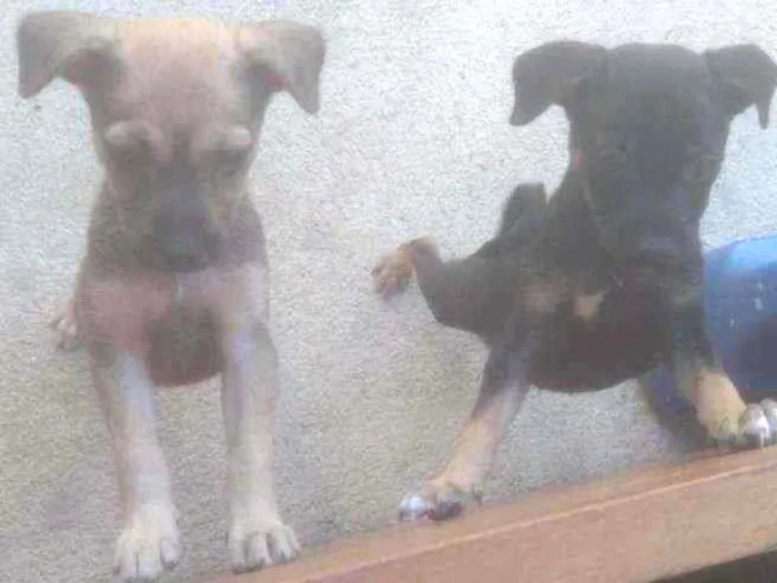 Cachorro ra a . idade 2 a 6 meses nome .