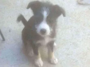 Cachorro raça . idade 2 a 6 meses nome .