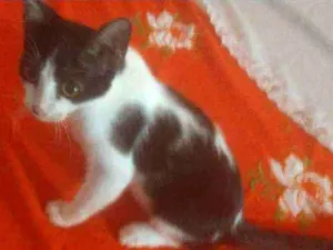 Gato raça . idade 2 a 6 meses nome .