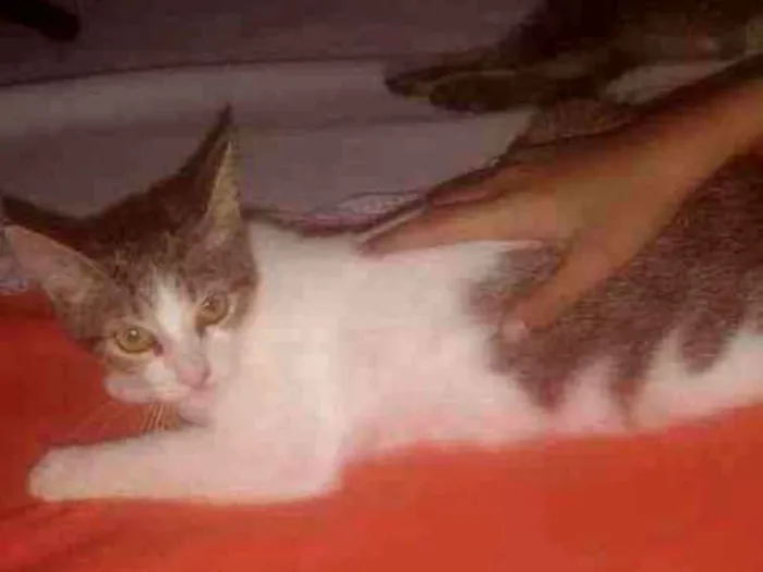 Gato ra a . idade 2 a 6 meses nome .